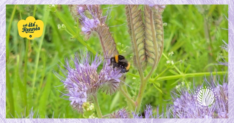 Photo d'illustration de l'événement : Découvrir et accueillir la biodiversité au jardin | Balade