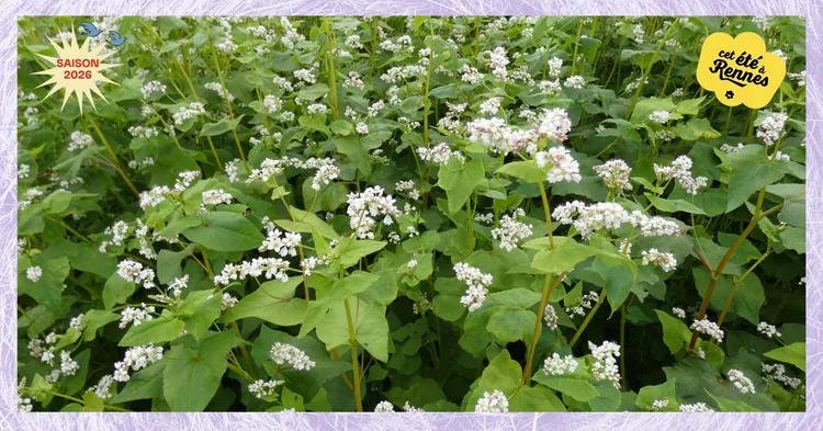 Photo d'illustration de l'événement : A la découverte des plantes de la Prévalaye | Balade dégustation