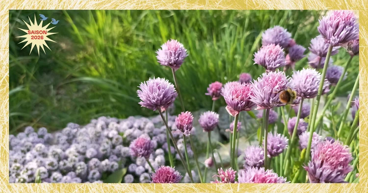 Photo d'illustration de l'événement : Balade et cueillette de plantes sauvages comestibles | Balade & Cueillette | Fête du Champ à l'Assiette #11