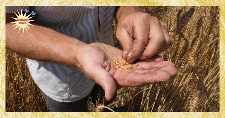 Photo d'illustration de l'événement : “Farine, sel, eau et savoir-faire” | Projection Documentaire | Fête du Champ à l’Assiette
