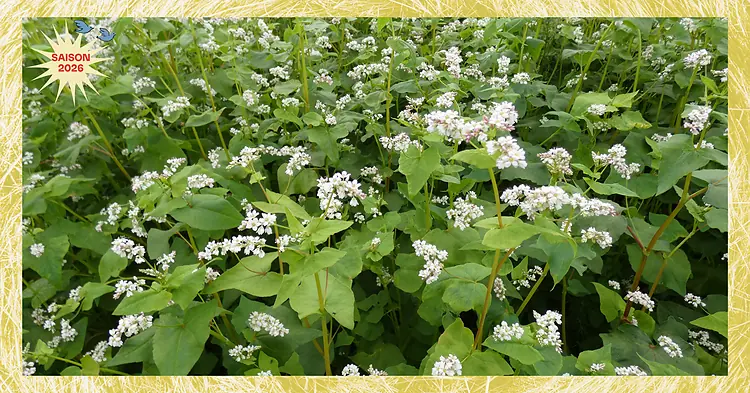 Photo d'illustration de l'événement : Découvrir les saveurs du sarrasin