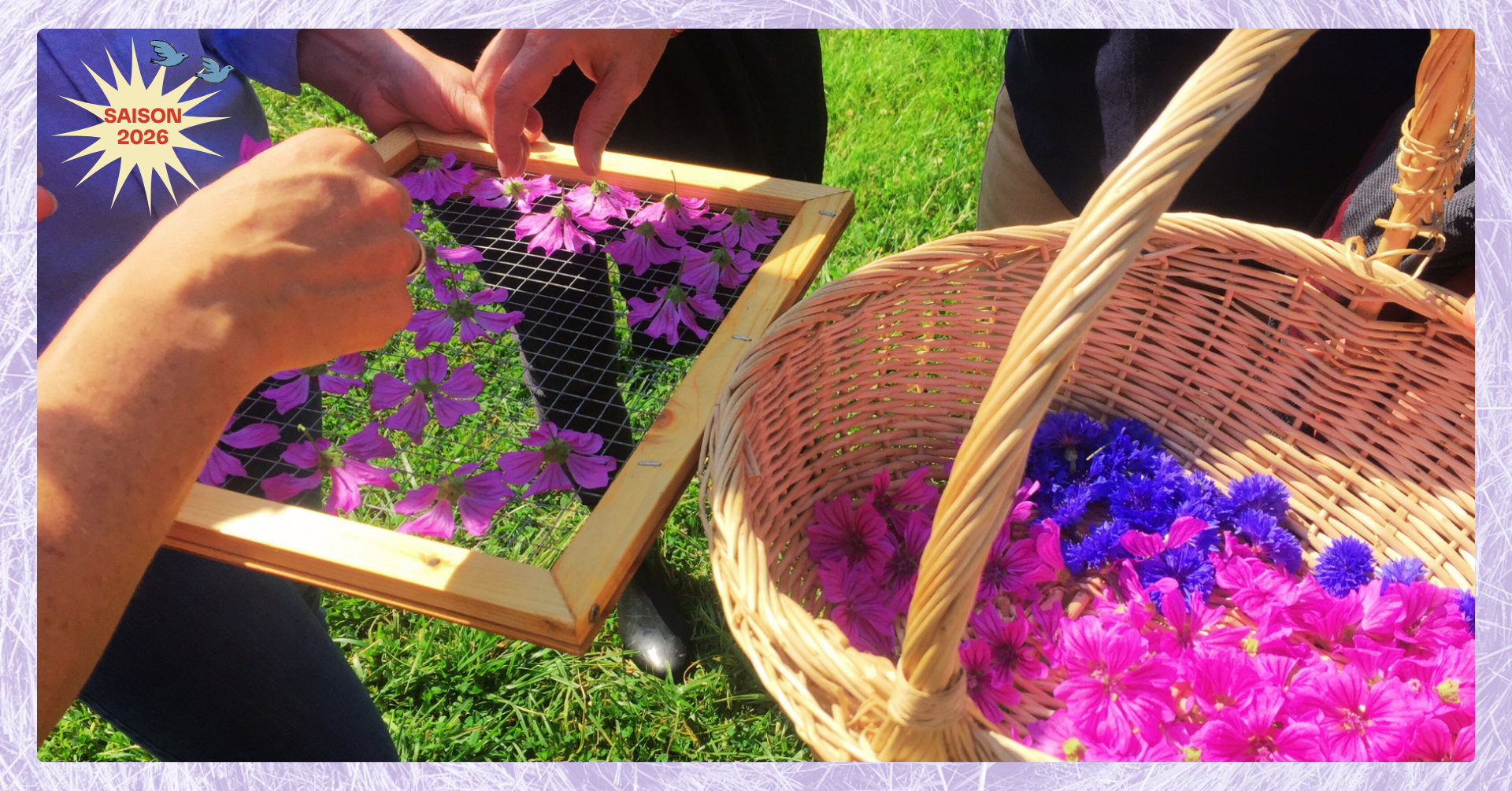 Photo d'illustration de l'événement : ATELIER HERBORISTERIE | Le séchage des plantes aromatiques et médicinales
