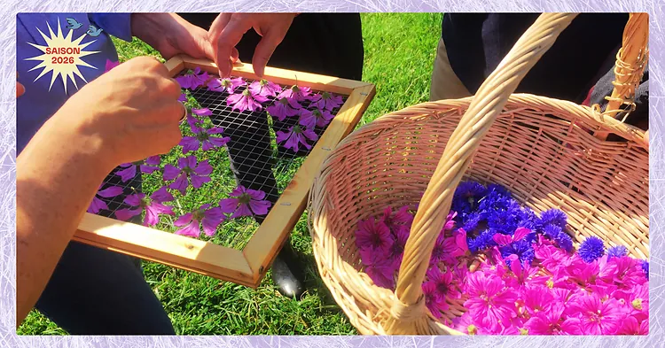 Photo d'illustration de l'événement : ATELIER HERBORISTERIE | Le séchage des plantes aromatiques et médicinales