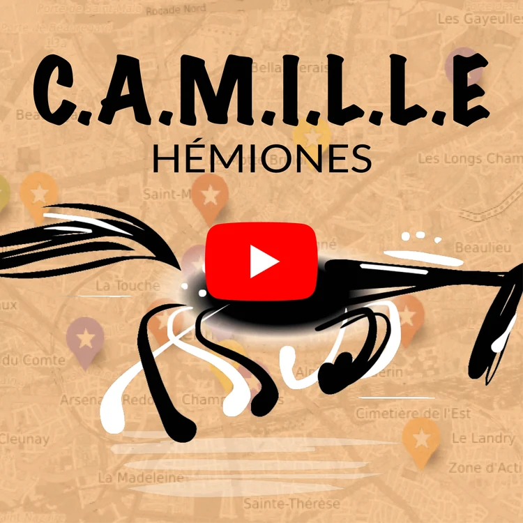 Les hémiones de Camille Saint-Saëns expliquées par Gildas Pungier