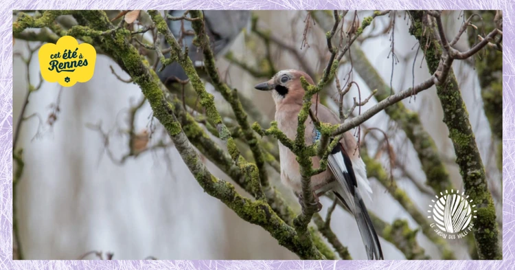 Photo d'illustration de l'événement : Oiseaux des parcs et jardins | Balade